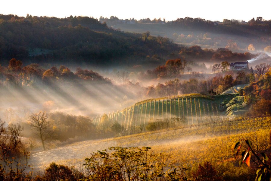 Immagine cantina Società Agricola Le Manzane