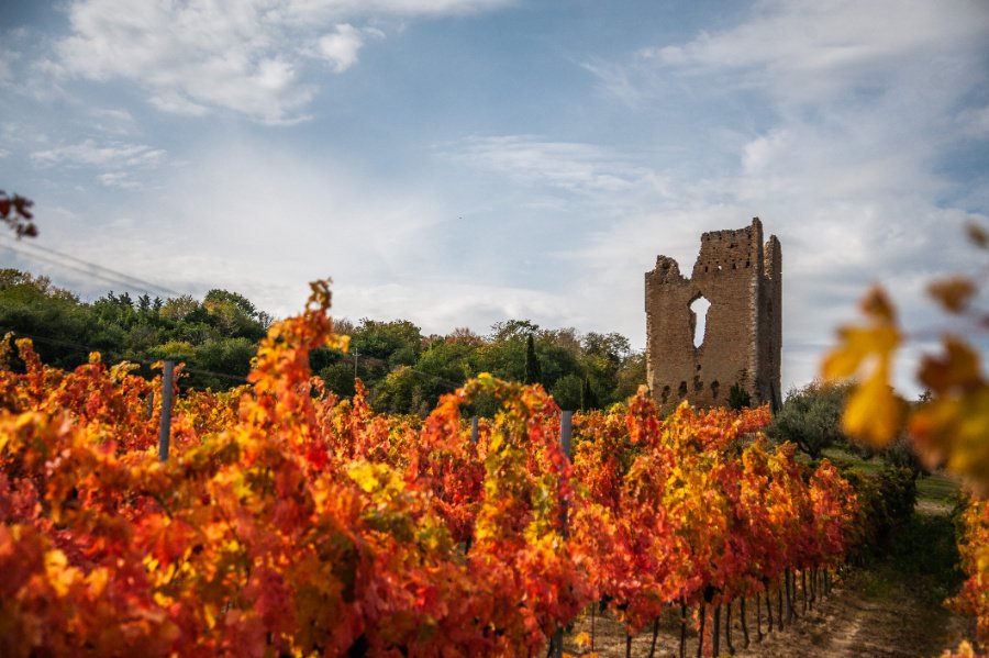 Immagine cantina Tenuta Torre Raone