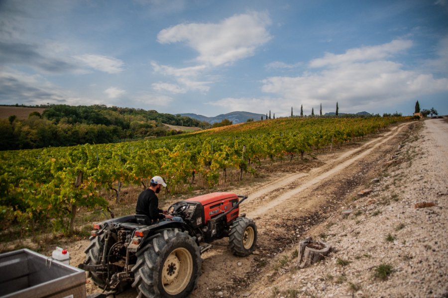 Immagine cantina Tenuta Torre Raone