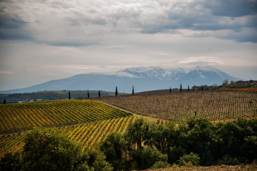 Immagine cantina Tenuta Torre Raone