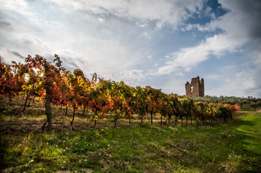 Immagine cantina Tenuta Torre Raone