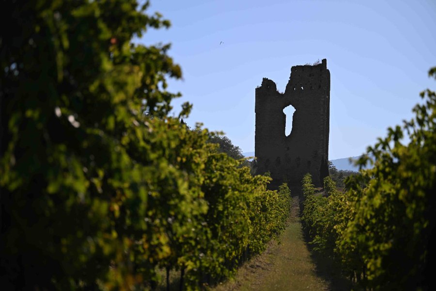 Immagine cantina Tenuta Torre Raone