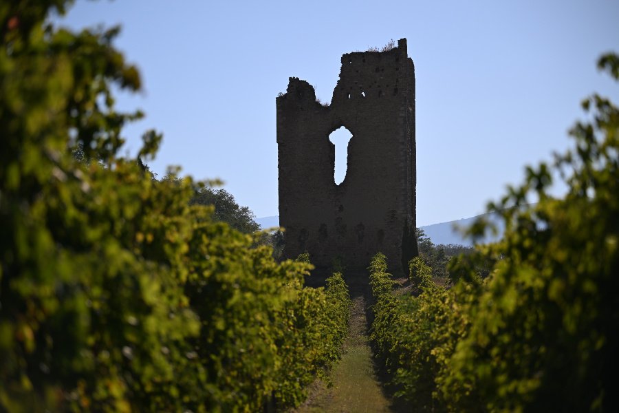 Immagine cantina DEGUSTAZIONE BIO