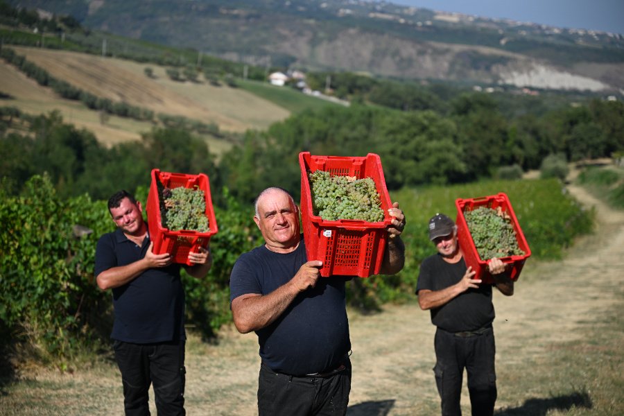 Immagine cantina DEGUSTAZIONE BIO