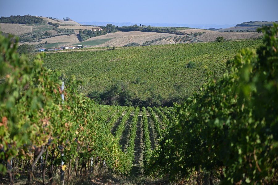 Immagine cantina Tenuta Torre Raone