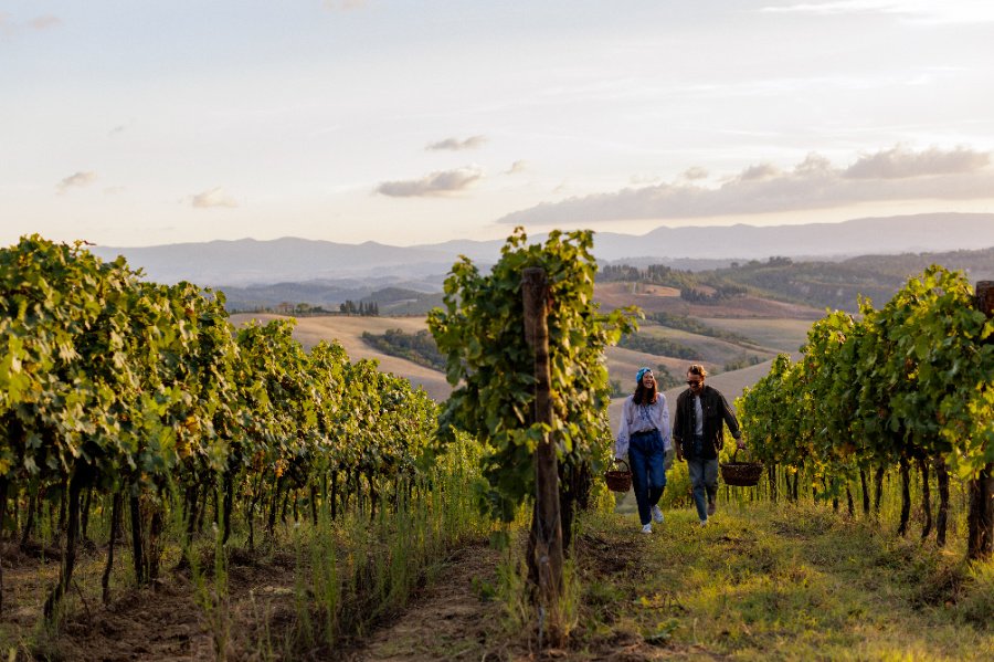 Immagine cantina Castelfalfi