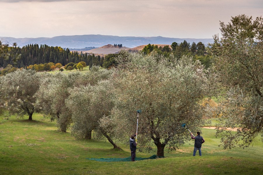 Immagine cantina Castelfalfi