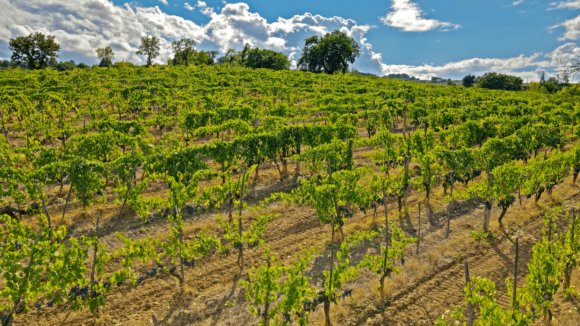 Immagine cantina Tiberini