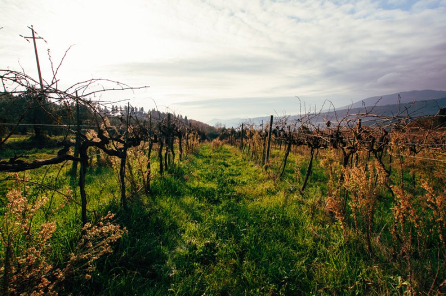 Fattoria Montereggi