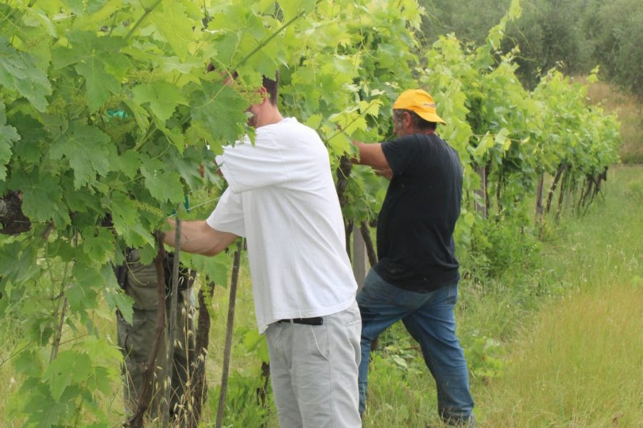 Fattoria Montereggi