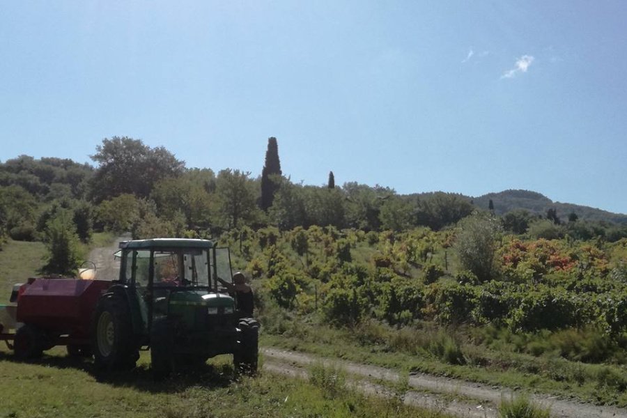 Fattoria Montereggi