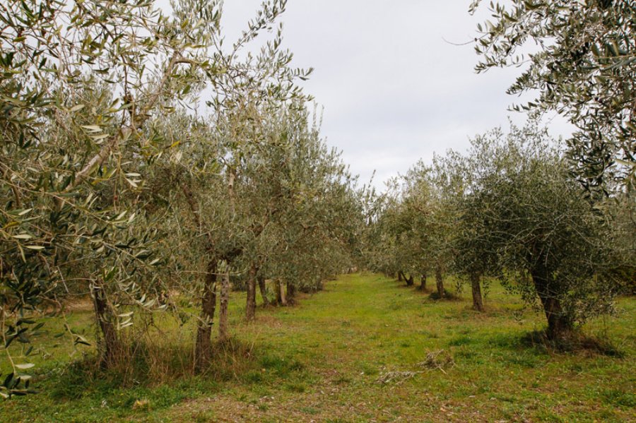 Fattoria Montereggi