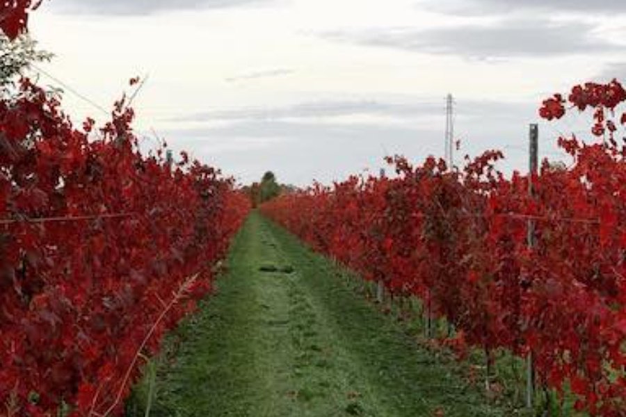 Immagine cantina Terre Agricolae