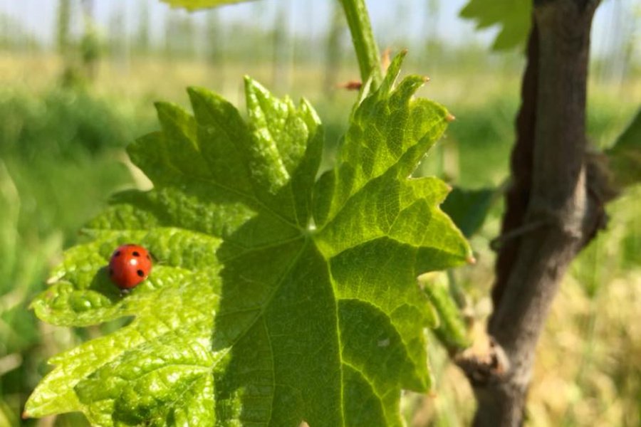 Immagine cantina Terre Agricolae