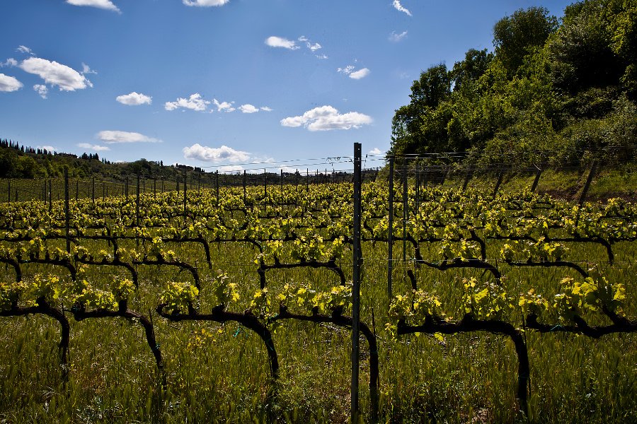 Immagine cantina Beconcini Wines