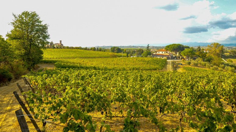 Immagine visita VISITA E DEGUSTZIONE "YIN & YANG". Sangiovese & Tempranillo