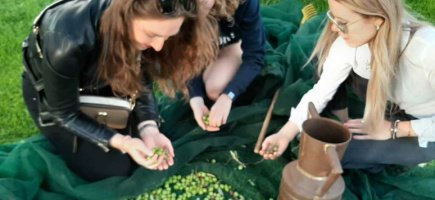 Immagine visita Let's pick olives: tasting and brunch