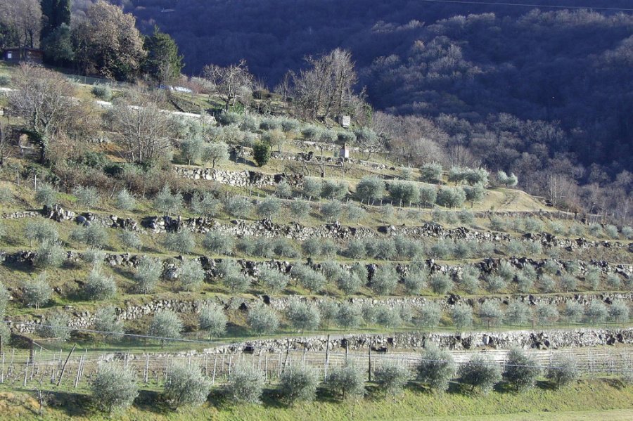 Immagine cantina Massussi Luigi Franciacorta