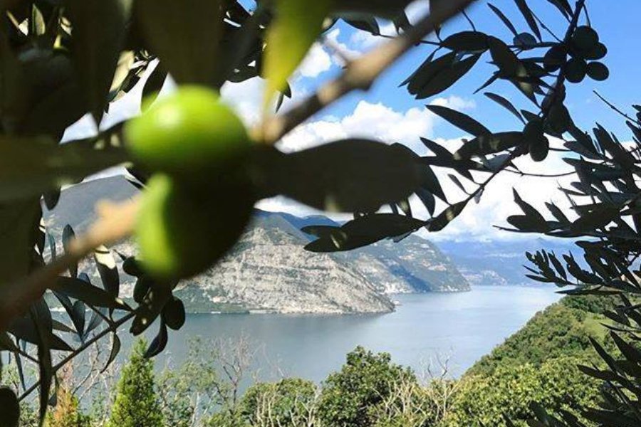 Immagine cantina Massussi Luigi Franciacorta