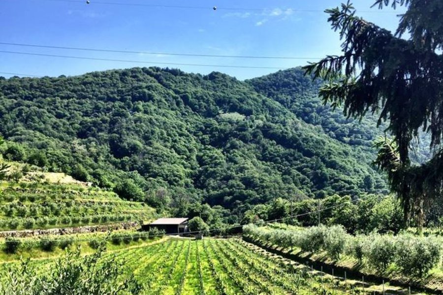 Immagine cantina Massussi Luigi Franciacorta