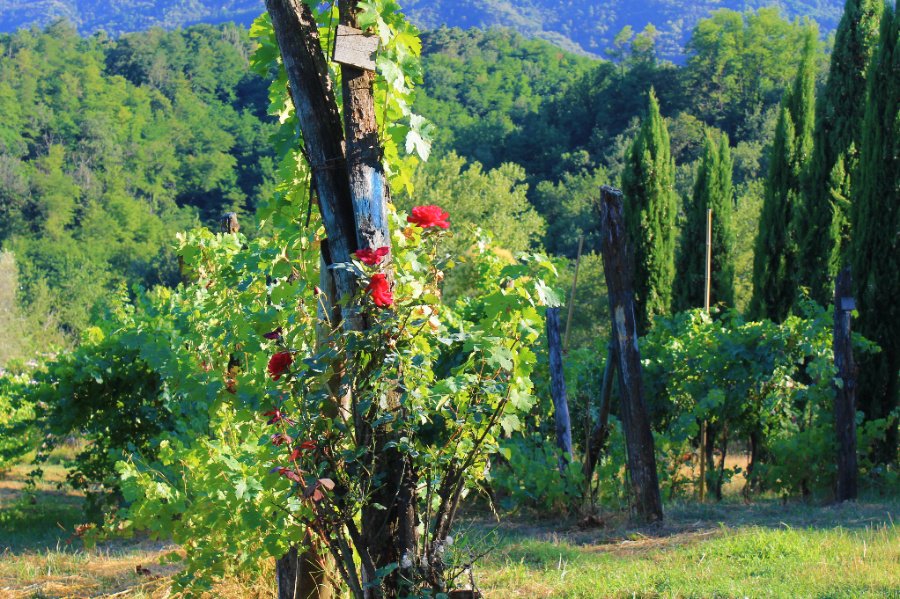 Immagine cantina Podere Fedespina