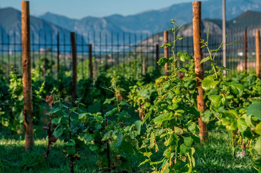 Immagine cantina Boccadoro Franciacorta