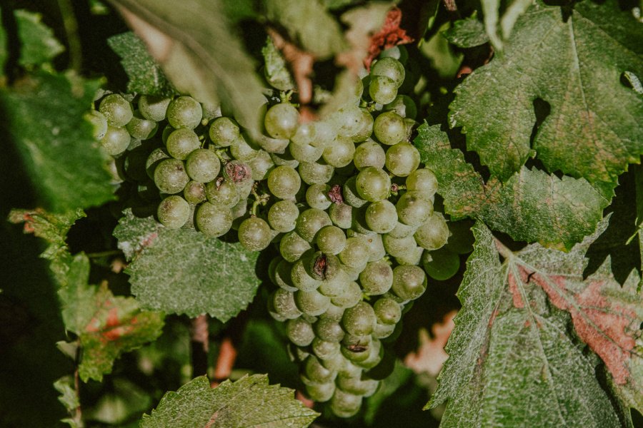 Boccadoro Franciacorta