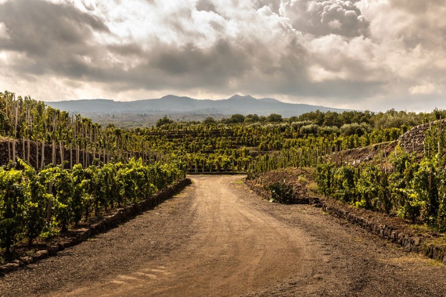 Cantina Torre Mora