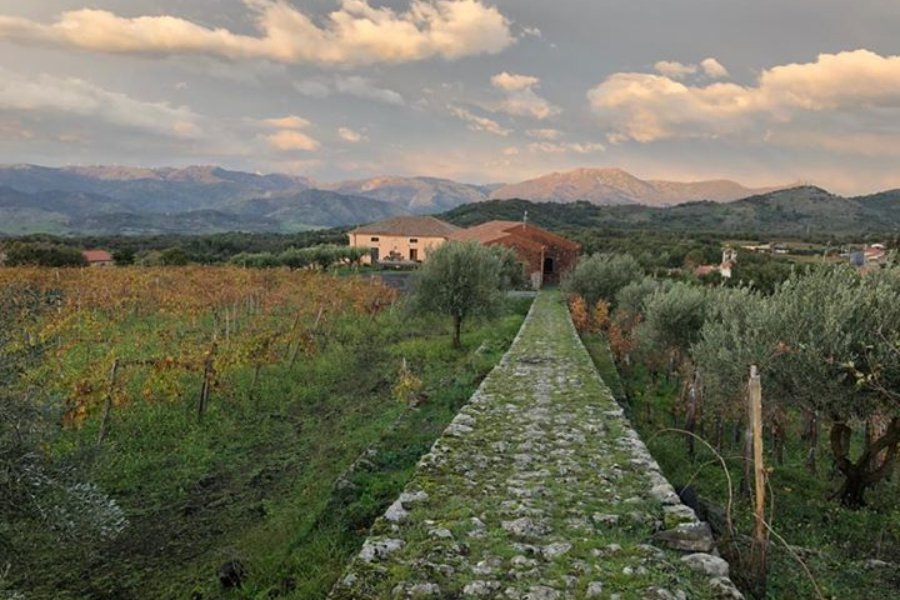 Cantina Torre Mora