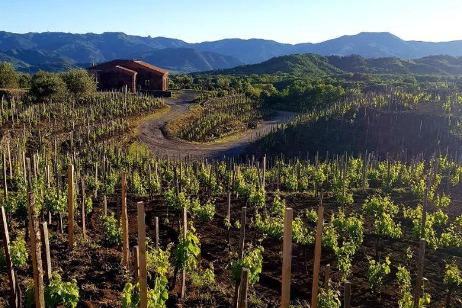 Cantina Torre Mora