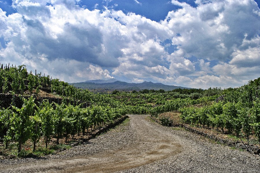 Cantina Torre Mora