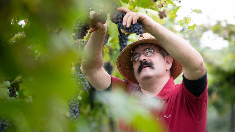 Immagine visita Tasting with the producer