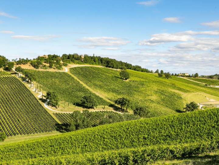 Immagine cantina Palazzo di Varignana