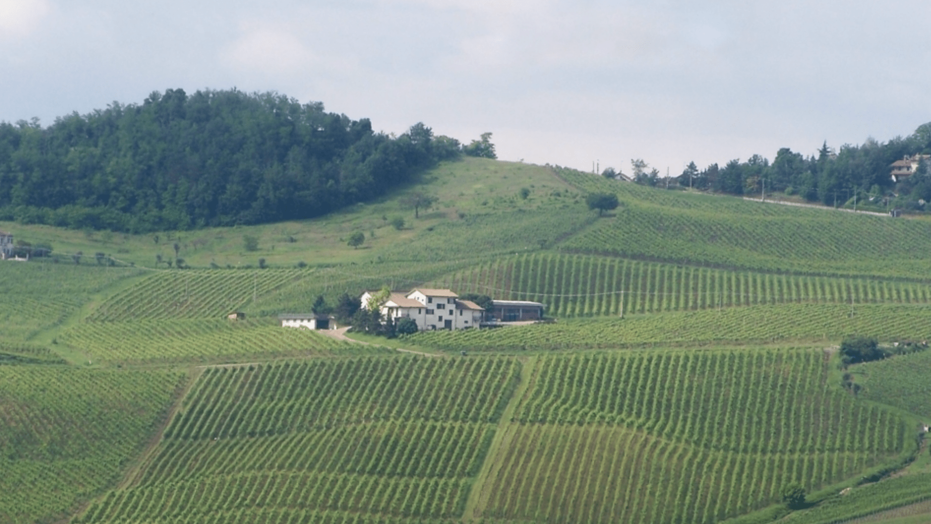 Immagine cantina La Piotta