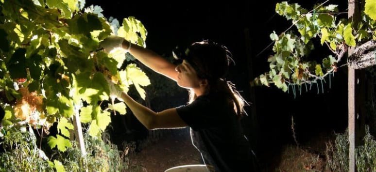 Immagine visita Grappoli di stelle - VENDEMMIA NOTTURNA CON DEGUSTAZIONE