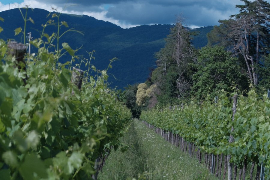 Immagine cantina Fondazione De Claricini Dornpacher