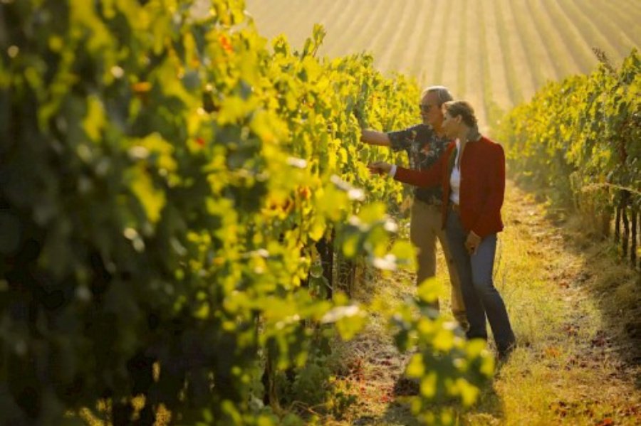 Tenuta il Tesoro, Arillo in Terrabianca