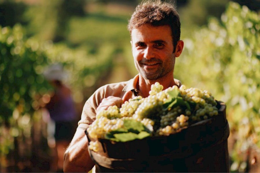 Tenuta il Tesoro, Arillo in Terrabianca