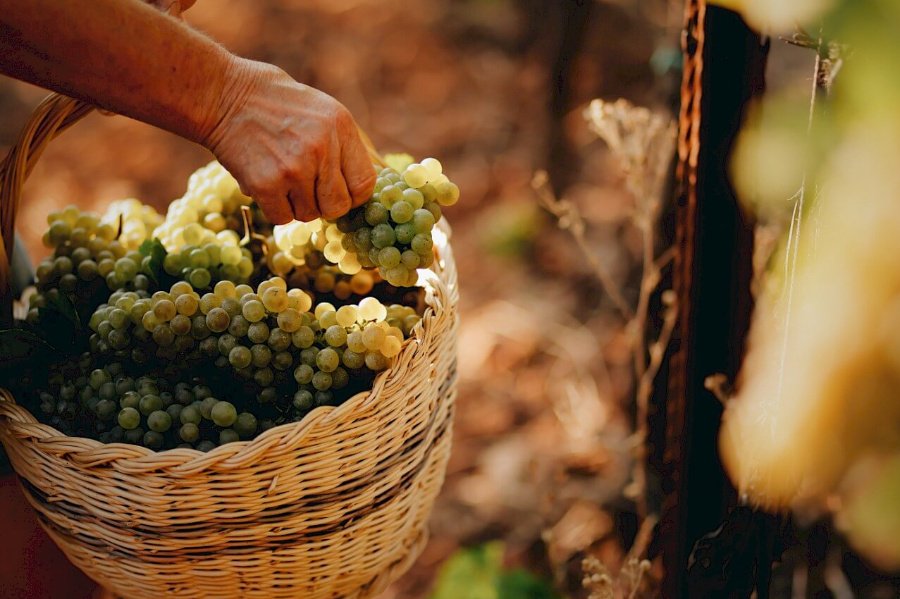 Tenuta il Tesoro, Arillo in Terrabianca