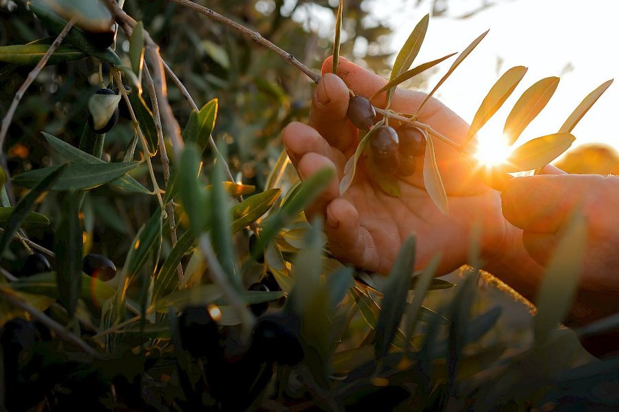 Tenuta il Tesoro, Arillo in Terrabianca