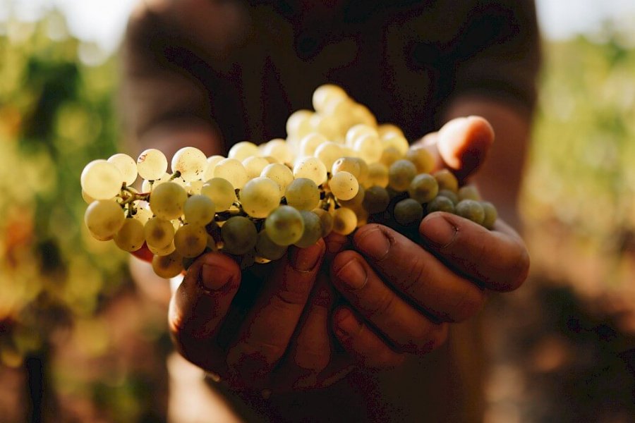 Tenuta il Tesoro, Arillo in Terrabianca