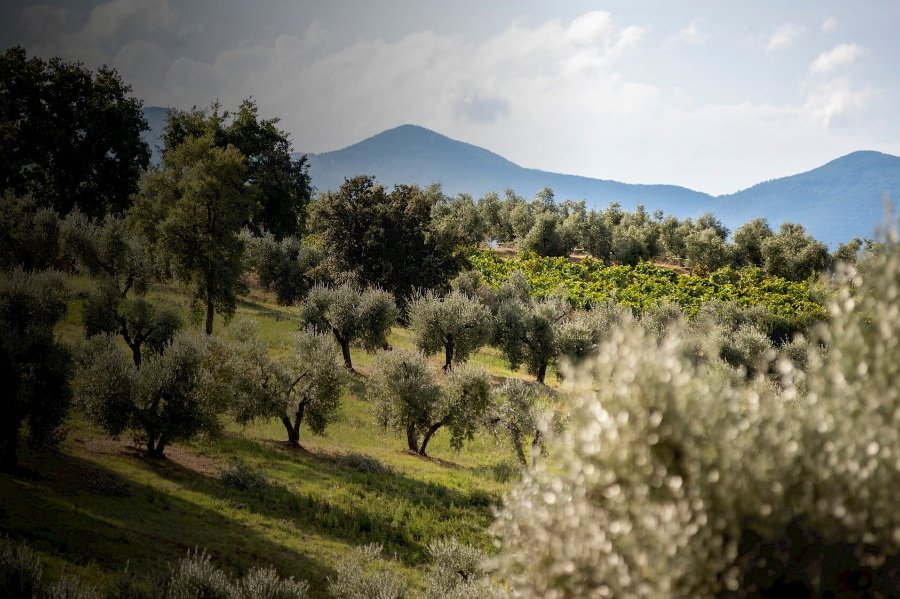 Tenuta il Tesoro, Arillo in Terrabianca