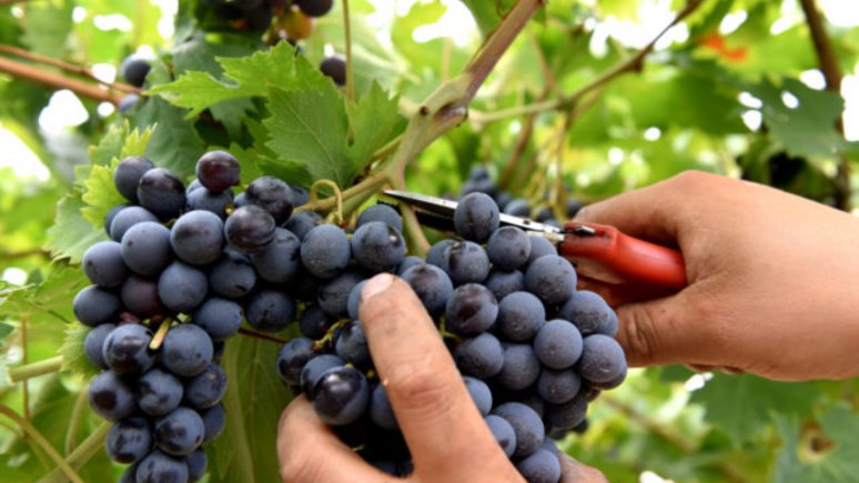 Immagine cantina Azienda agricola Calatroni