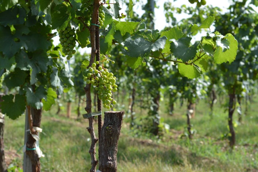 Immagine cantina Vezzoli Ugo