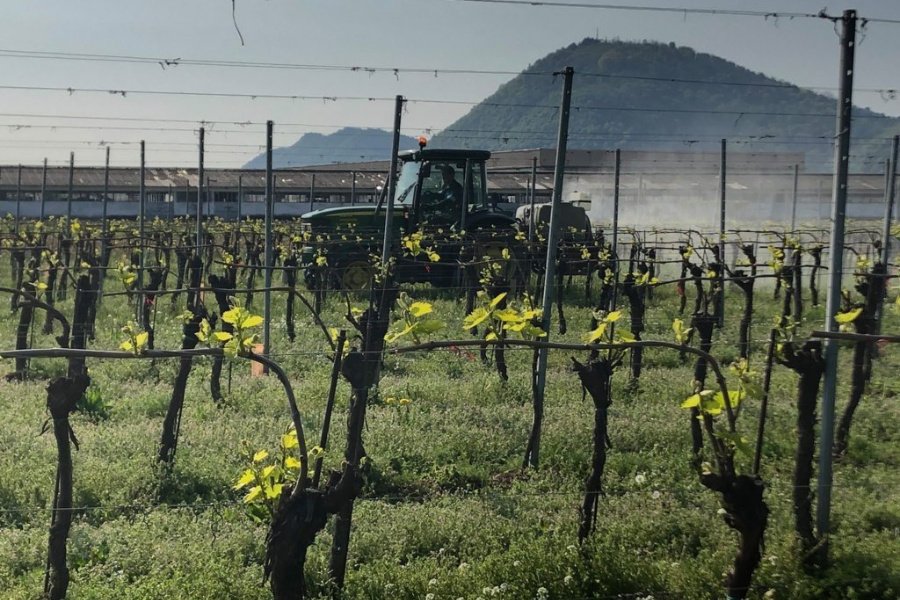 Immagine cantina Vezzoli Ugo