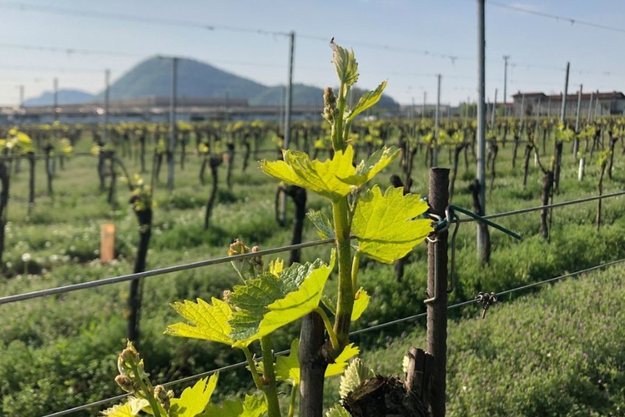 Immagine cantina Vezzoli Ugo