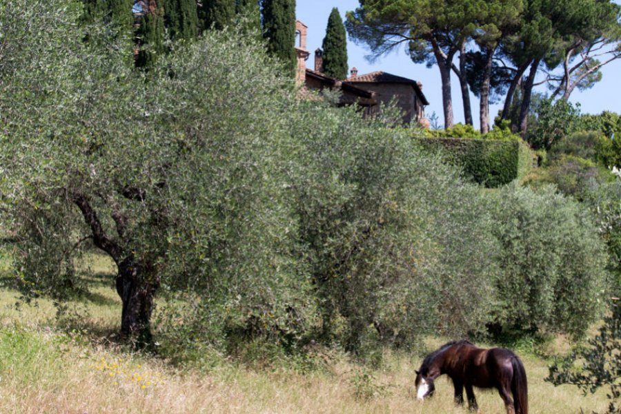 La Torre alle Tolfe