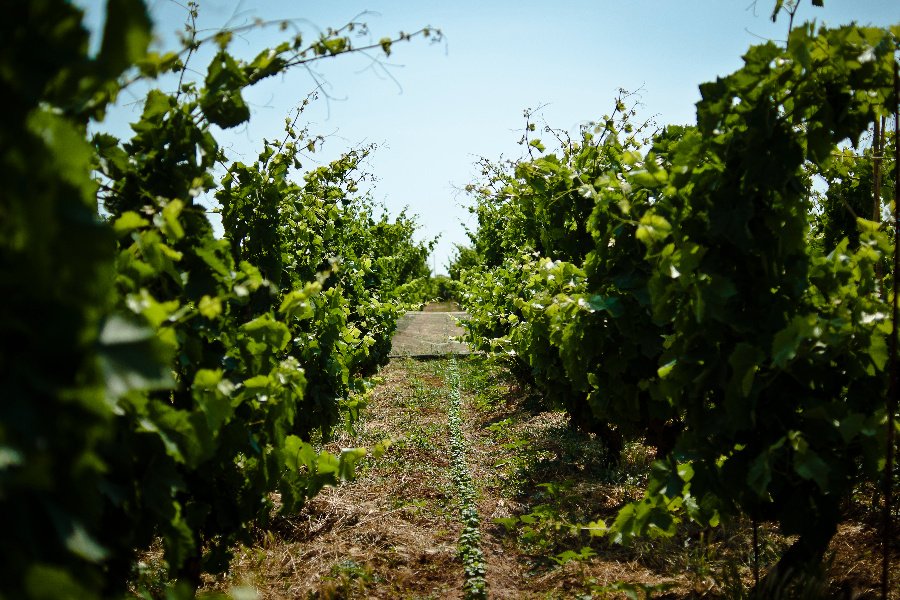 Immagine cantina Vigna di Pettineo