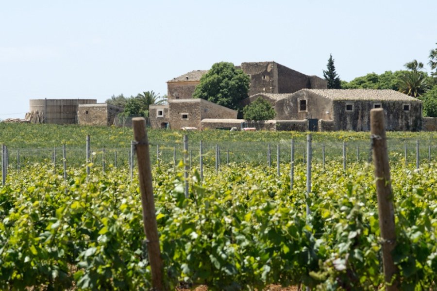 Immagine cantina Vigna di Pettineo