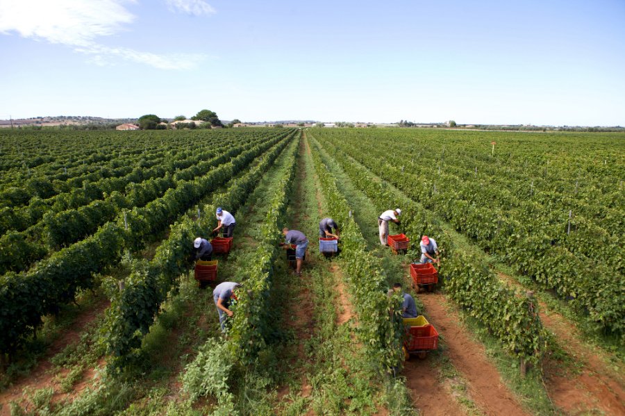 Immagine cantina Vigna di Pettineo